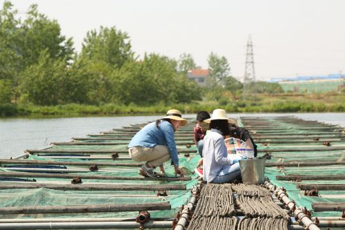 9.研究生取亲鱼样本